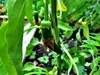 The tomatoes are finally changing colour! Soon we will be inundated by juicy morsels. Baby chillies and beans have arrived too!