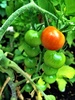 The tomatoes are finally changing colour! Soon we will be inundated by juicy morsels. Baby chillies and beans have arrived too!