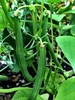 The tomatoes are finally changing colour! Soon we will be inundated by juicy morsels. Baby chillies and beans have arrived too!