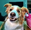 Hi Guys. Wanna play?