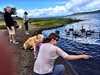 Duck and swan feeding on a walk to Taupo town.