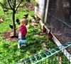 We meet cute little Maisie and the chickens at the Thompsons.