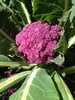 We have a purple Cauliflower! Geeze it takes a long time for them to heart up. The rest haven't yet so hopefully they will one at a time.