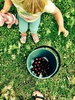 Olive biked all the way to the neighbours plum tree for a spot of picking for jam!