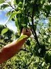 Olive biked all the way to the neighbours plum tree for a spot of picking for jam!