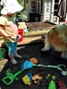Lyon our hero, came to save the day when mama screamed like a girl as a large spider ran across our sandpit masterpiece!