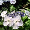 Hydrangea are just looking so pretty at the moment. There seems to be some really old plants on our section which is great. This one has finally flowered a bit more since Tom trimmed some overgrown trees above.