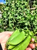 Enjoying our pebble vege paradise. Sugar snap peas are doing really well, radishes are too. Potatoes & corn have got so high it's a jungle in there for olive! Olive has taken to helping herself to the peas, as the raspberries are all but exhausted.