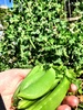 Enjoying our pebble vege paradise. Sugar snap peas are doing really well, radishes are too. Potatoes & corn have got so high it's a jungle in there for olive! Olive has taken to helping herself to the peas, as the raspberries are all but exhausted.