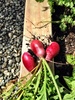 Enjoying our pebble vege paradise. Sugar snap peas are doing really well, radishes are too. Potatoes & corn have got so high it's a jungle in there for olive! Olive has taken to helping herself to the peas, as the raspberries are all but exhausted.