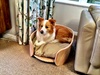 Lyon gets a new dog bed. A work in progress but at least the curtains are now safe!