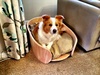 Lyon gets a new dog bed. A work in progress but at least the curtains are now safe!