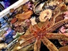 On the worst weather day of the year we met the Foo's and Harris's at the octopus marine education centre for some touchy feely with the creatures of the our local sea. Fantastic and we will go back! Finished it off with lunch with the foos.
