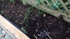My little garden helper. Olive was always up for helping with the gardening. Loved spotting potatoes too.