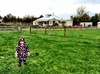 On a sheep hunt in Greytown.