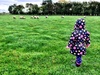 On a sheep hunt in Greytown.