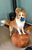 Lyon loves his first new toy in years. Olive wouldn't let us leave the pet store without buying him one.