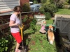 A beautiful day spent in the garden. So much weeding and clearing to be done. Olive helped by covering a freshly groomed Lyon in dirt.