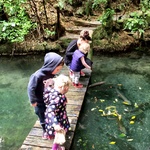 Feeding the massive trout