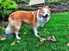 Happy birthday Lyon! To celebrate you had a great run in the rain up Makara Peak with Daddy and Uncle James and were given your first bone!