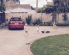 BBQ rotisserie duck, sun and happy children! What more can you ask for on a Sunday afternoon at the Wohlers. 