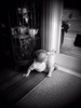 Iriee is on the move. She really wanted to play in Olive's new castle, to Olives displeasure. She made it out to the hallway and we found her playing with the blind cord. She is too small!