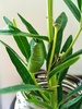 This morning we visited our swan plant to check on Freddie, Theodore, Leo, Frankie (all my baby boy names) but it was Rosie (Olive's choice) who was just hanging there ready to turn into a Chrysalis, so for science we bought Rosie inside so we could watch. Wow. We didn't check for an hour or so and she was mostly covered up! This is Olive's drawing of Rosie the caterpillar.