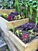 I've got the garden bug again! Twiglands had some great plants which sparked ideas for the steps, the fuschia standard which took a battering (lost its top) has been given a new home (also had another battering getting there) and has transformed into a baby standard.