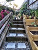 I've got the garden bug again! Twiglands had some great plants which sparked ideas for the steps, the fuschia standard which took a battering (lost its top) has been given a new home (also had another battering getting there) and has transformed into a baby standard.