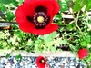 The poppies have started to come out! Most things in the Vege tier are doing well, tomatoes look a little small but flowering, didn't string up the sugar snap peas fast enough but they are still producing. Courgette is still alive!