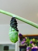 The freakiest thing watching Freddie transform into a chrysalis.