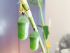 We play the waiting game. It's incredible how identical the chrysalis' are - right down to the gold dots.