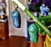 Rosie Chrysalis has been making some serious color changing today!