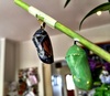 And all of a sudden, Rosie Butterfly emerges! Incredible!