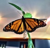 And all of a sudden, Rosie Butterfly emerges! Incredible!