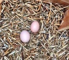 We've been tasked with feeding the neighbours two chickens and three cats over the weekend much to Olives excitement. Two fresh eggs every morning!
