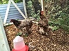 We've been tasked with feeding the neighbours two chickens and three cats over the weekend much to Olives excitement. Two fresh eggs every morning!