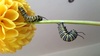 The Life of the Monarchs - Rosie, Freddie and Sam. A compilation of the footage we took of our little while friends, Rosie, Freddie and Sam (as named by Olive).Â 