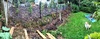 What have we just done!? Start of the almighty back retaining wall / fence project. Temp fence and ripped out the old hedge/fence.