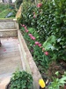 Pink tulips! They all came out and look great. Now what to do with them next year? Tag: garden