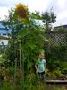 We often forget to check our inca garden, and we finally got around to taking a photo of olive and her kindy sunflower. Tomatoes are amazing! Lots of beans and the carrots are ready.