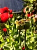 Second year of poppies, so I tried the retaining wall planter this time and wow! About 600mm tall! So didn't work that well with my hedge behind! So will maybe try behind... Worked well up around vege tier, some even self seeded. Sweetpea self seeded too.