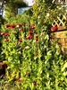 Second year of poppies, so I tried the retaining wall planter this time and wow! About 600mm tall! So didn't work that well with my hedge behind! So will maybe try behind... Worked well up around vege tier, some even self seeded. Sweetpea self seeded too.