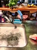 Cheeky little dishes helper.