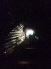 Got freebie tickets from my parents to see the bird themed light show in Otari bush, lots of interesting exhibits especially the man who can mimic all sorts of birds, loved the whirling dervish feathers too, but the best thing is being able to walk through the bush at night with amazing lights.