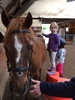 We went horse riding for tamariki Nui today. Olive wasn't too sure of the horses but was happy to pat and groom them. Maybe next time a ride?...