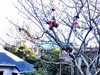 A fun game of throw dollies in the tree. Kept Olive amused for ages.