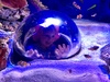 We visited Sea Life and the girls absolutely loved it. Aquariums and a seal show.