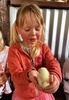 Cuddling chicks and feeding kangaroos at Lone Pine koala sanctuary.