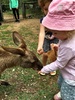 Cuddling chicks and feeding kangaroos at Lone Pine koala sanctuary.